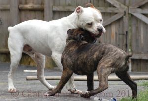 Dogs Playing